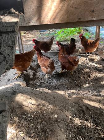 Free range Brown eggs for sale 1
