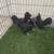 Bantam chickens 5 thumbnail