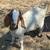 Boer goats bred / chivas cargadas 1 thumbnail