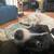 Dog Boarding Services - Central Florida Area (Seminole County) 2 thumbnail