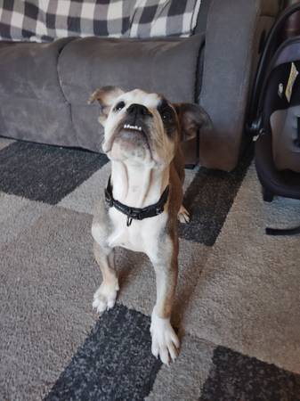 Mini Bulldog pup (concord / pleasant hill / martinez)63852312492419121