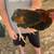 Necked neck, silkie & bamtam rooster. And Guinea￼ 5 thumbnail
