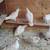 White Homing Pigeons. 4 thumbnail