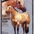 AQHA Gelding 12 thumbnail