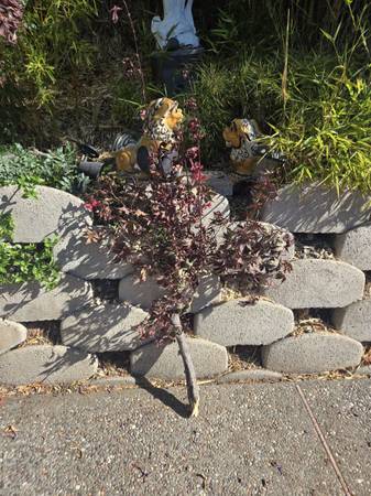 Japanese maple burgundy lace tree (multiple pieces) - $75 (San Jose)63471232523267122