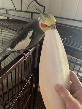Cacatúa perdida - ¡recompensa! (Gainesville)63992989048834123