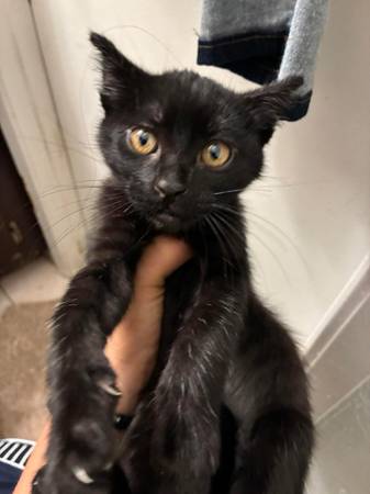 Kitten (San Jose)63683376812929121