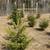 Evergreen Trees 4 thumbnail