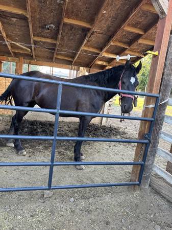 Friesian mare (Prosser)63922852586882121