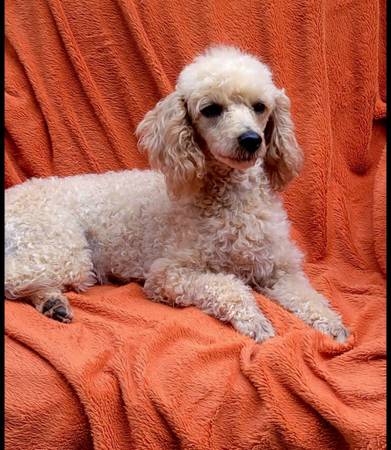 Poodle miniatura63661490012675120