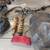 ###   1997 ski doo mxz 583 parts  ### 9 thumbnail