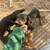 600$ Dobermans 3 thumbnail