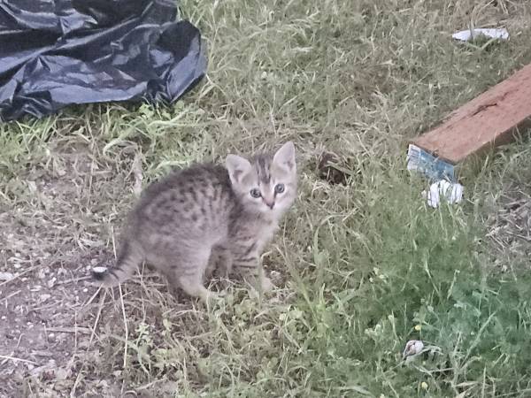 Barn kittens 1