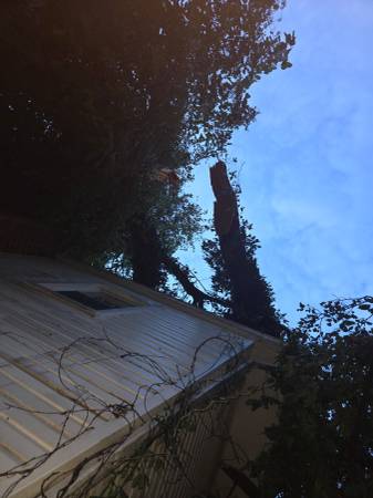 Remove Tree and cut branches 1