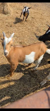 Miniature Buckling 1