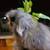 Bunnies 14 thumbnail