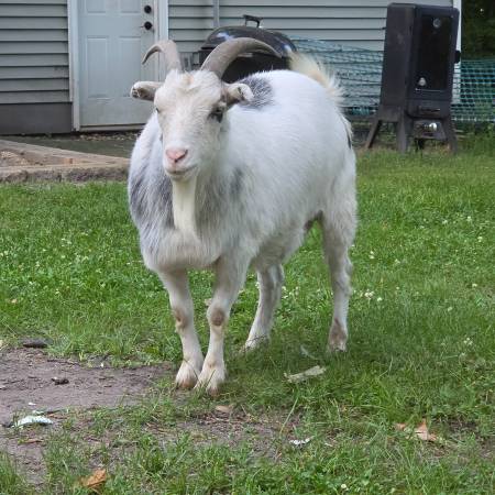 Goat 1