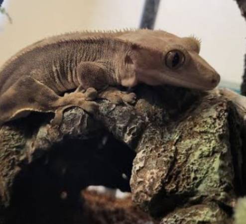 Gecko crestado (Janesville)63744179983233120