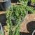Dwarf Juniper 5 thumbnail