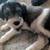Mini Schnauzer pups 4 thumbnail