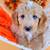 Aussiedoodle x6 4 thumbnail