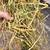 Alfafa Horse Hay 2 thumbnail