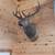 Taxidermy mounts 16 thumbnail