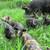 5 Purebred IPP piglets for sale 3 thumbnail