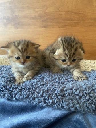 Orange Tabby Female Kittens 1