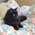 Room for Rent  - Quiet, Comfortable home with friendly cat 7 thumbnail