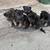 German shepard pups 2 thumbnail