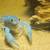 Blue Crayfish 2 thumbnail