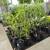 Hass Avocado trees 2 thumbnail