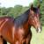 Athletic and Hard Working Performance Horse 7 YO Bay AQHA Gelding 1 thumbnail