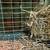 Custom Travel carrier small animal pet transport wire bottom 16x10x11 cage in Fa 15 thumbnail