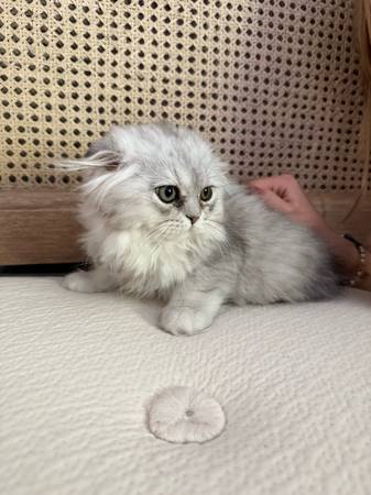 Scottish fold (Citrus Heights)63679255057281122