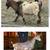 Stunning ND buckling 5 thumbnail