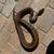 Ball Python 2 thumbnail