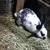 Rabbits 3 thumbnail