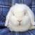 White Lop rabbit 2 thumbnail