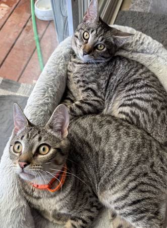 Two kittens available for adoption (Santa Rosa)63941740562179122