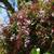 🌸 Pink Jasmine vine 10 thumbnail