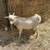 Nigerian Dwarf Bucklings 8 thumbnail