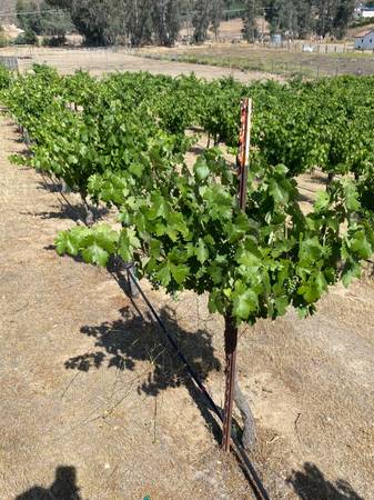 Organically grown Zinfandel wine grapes - $163471350655363121