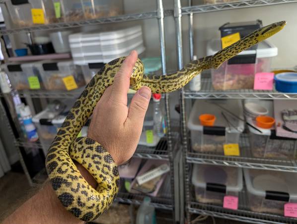 Juvenile Female Yellow Anaconda (Dickson, White Bluff, Nashville)63664482445057121