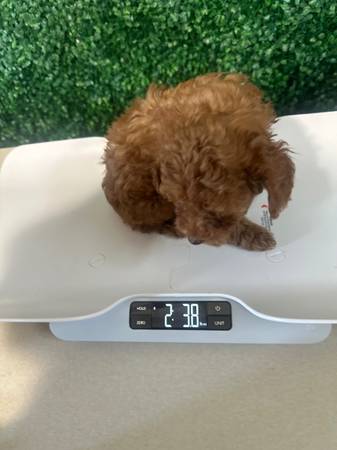 Red toy poodles (Killeen)63839344249729121