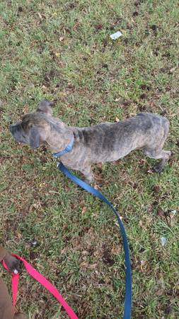 Pitbull (Phenix City, AL)