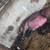 Feeder pigs 4 thumbnail