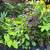 Assorted 'Starter' Tropicals For Sale! 6 thumbnail
