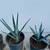 RARE AGAVE TEQUILANA BLUE WEBER AGAVE AZUL 9 thumbnail